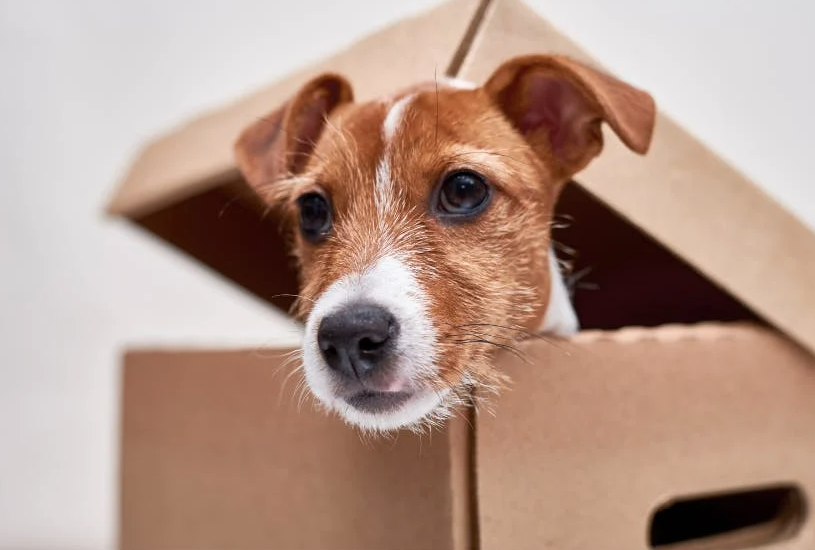 Discover the Top Dog Food Delivery Services of 2025