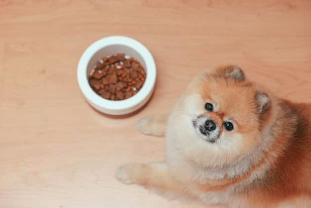 Explore the Best Dog Food Brands of 2025