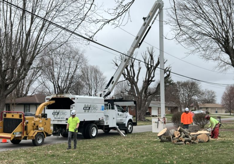 Finding the Best Tree Service Near You: Get a Free Estimate Today