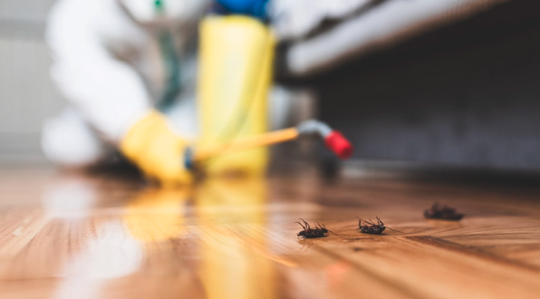 Discover the Best Termite Control Services Near You