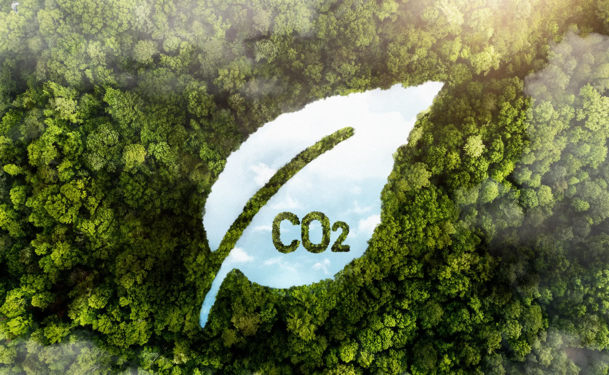 The Pros and Cons of Carbon Offsets vs. Carbon Credits for Individuals and Businesses