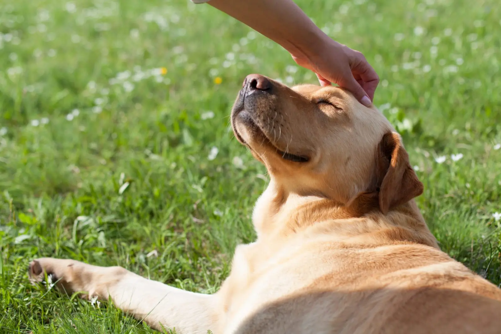 Paws for a Cause: How to Run a Successful Dog-Centric Fundraiser
